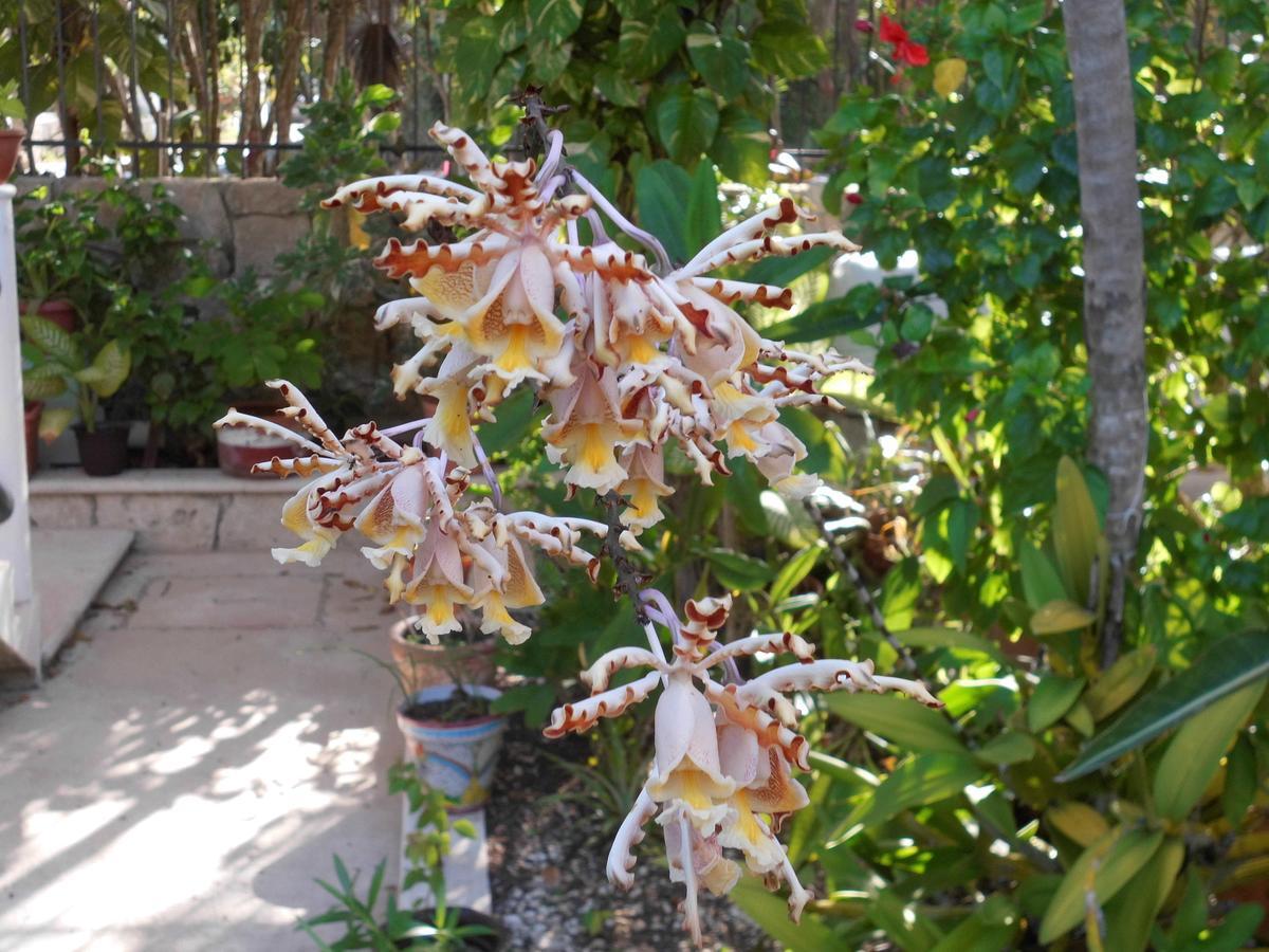 Casa Gatos Lejlighedshotel Akumal Eksteriør billede